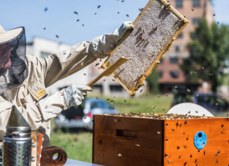 Včelaři stočili ve Spolaně 50 kilo medu. Je ho více než loni!