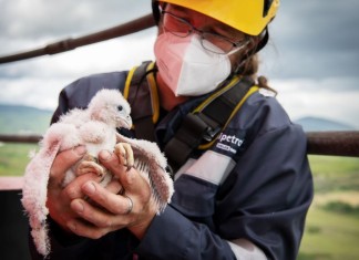 Přibyly další sokolí rodinky, tentokrát v Unipetrolu