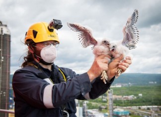Sokoli pod lupou: živý přenos z budky, vytoužená mláďata i roztržky v sousedství