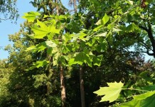 Botanické novinky a zajímavosti ze severozápadních Čech III.