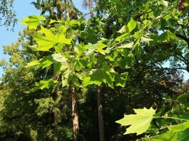 Botanické novinky a zajímavosti ze severozápadních Čech III.
