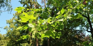 Botanické novinky a zajímavosti ze severozápadních Čech III.