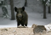 V lokalitě Velebudické výsypky proběhne 24. ledna naháňka divokých prasat