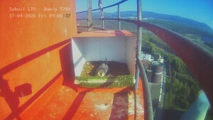 20260417-Nadace_OrlenUnipetrol-sokoli-zahrivani-vajec-Litvinov