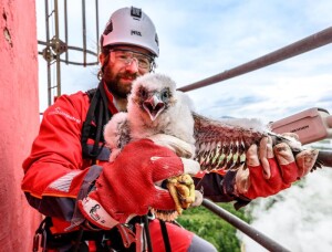 Ornitolog Václav Beran okroužkoval tři mláďata sokola stěhovavého hnízdícího v připravené budce na komíně v areálu firmy ORLEN Unipetrol, 13. května 2026, Litvínov, Mostecko. FOTO STUDIO H, Ondřej Hájek, ondrej.hajek@fotostudioh.cz, www.fotostudioh.cz