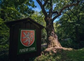 Oldřichův dub je ve finále, ještě můžete hlasovat